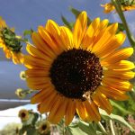 Bees and sunflowers Tucson Waldorf School & River Road Gardens biodynamic farmera